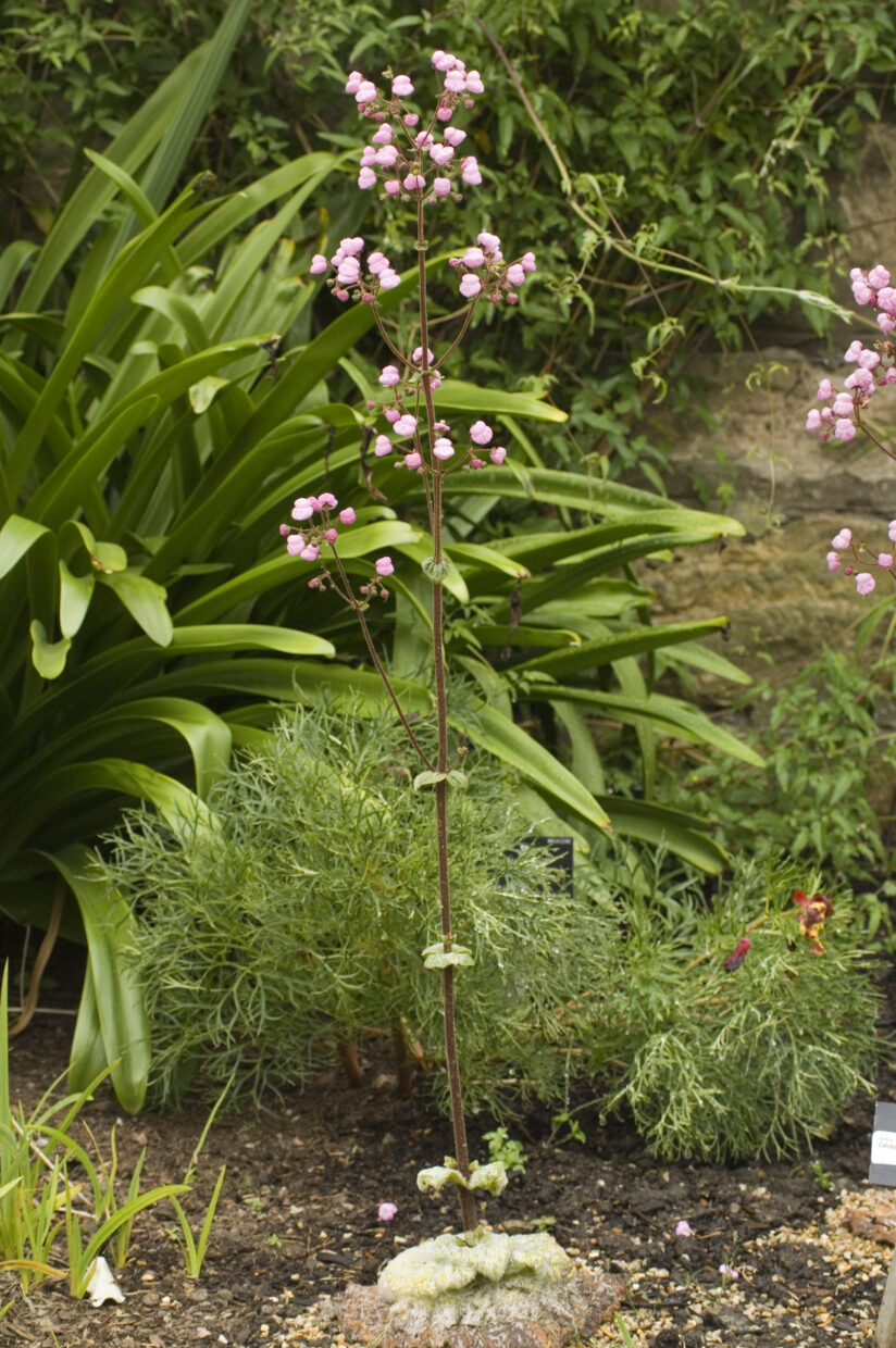 Calceolaria0054