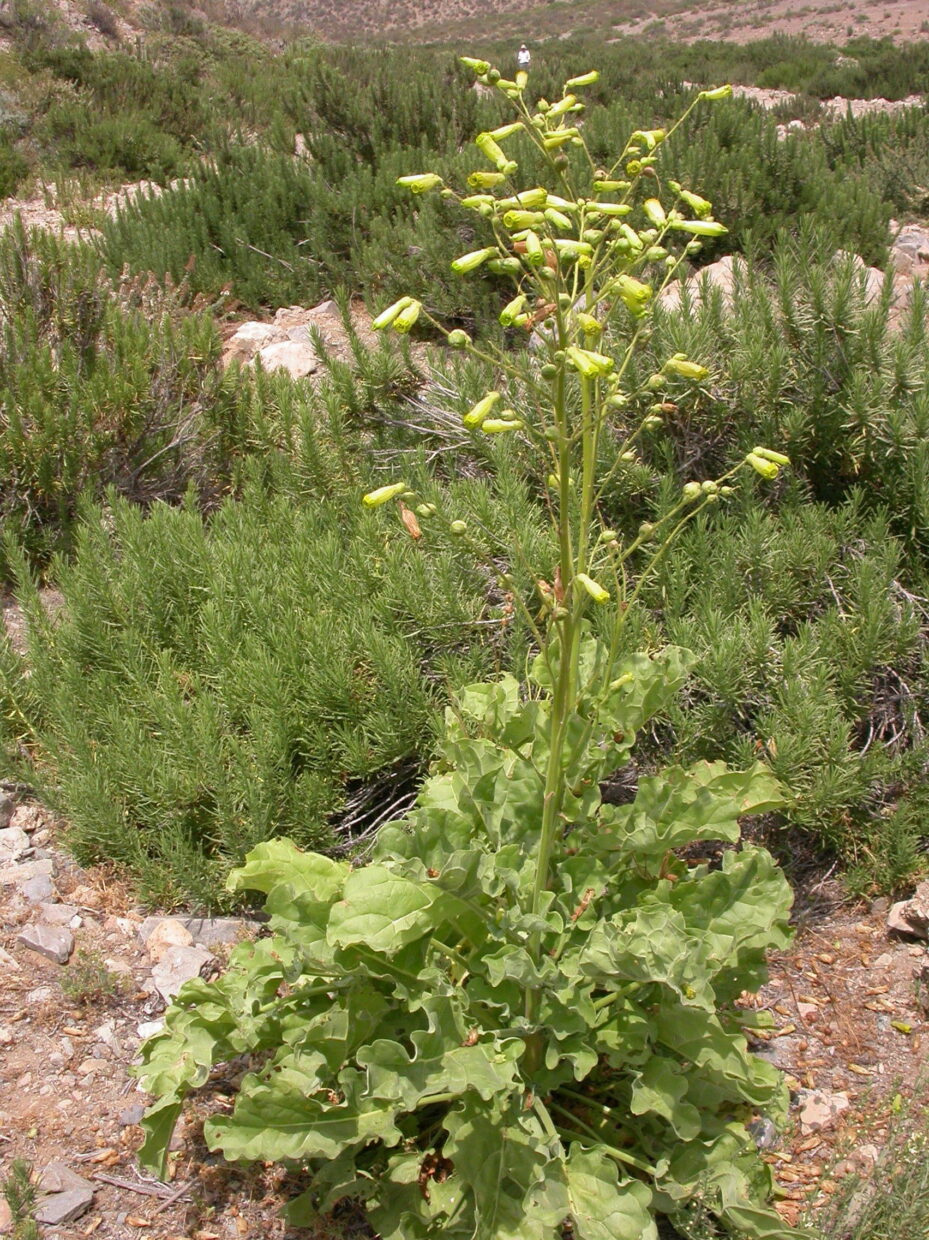 Prb0837 Nicotiana solanifolia Dci 1877