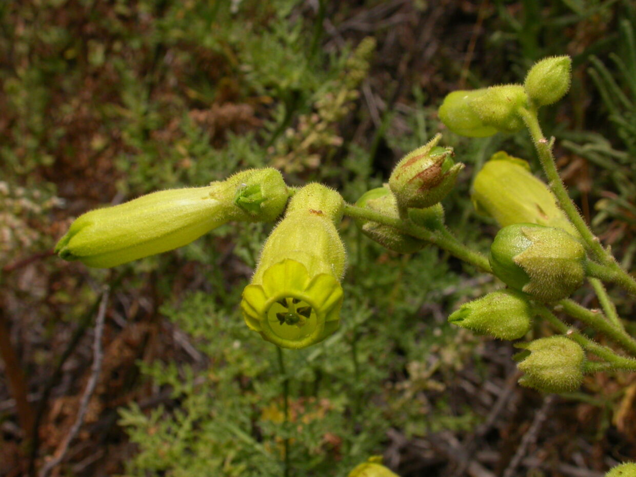 Prb0844 Nicotiana solanifolia Dci 1877