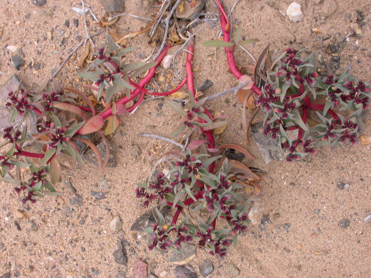 Prb0987 Euphorbia thinifolia Dci 1900