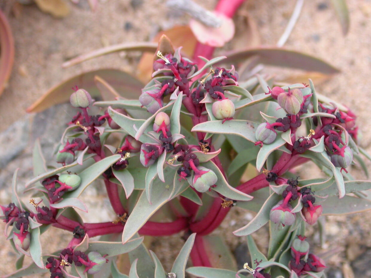 Prb0990  Euphorbia thinifolia  Dci 1900