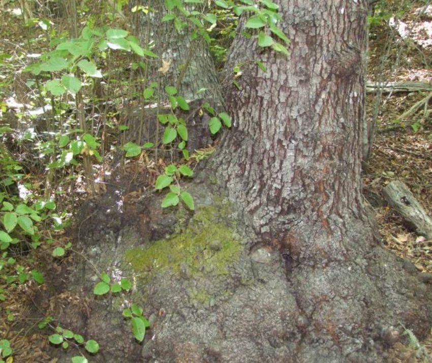 Nothofagus alessandrii Espinosa | The Endemic Plants of Chile – an ...