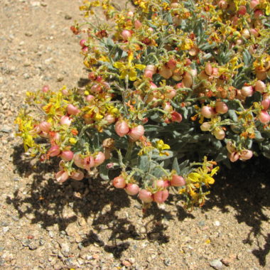 Dinemandra ericoides A. Juss. | The Endemic Plants of Chile – an ...