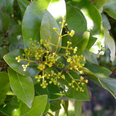 Beilschmiedia berteroana (Gay) Kosterm. | The Endemic Plants of Chile ...