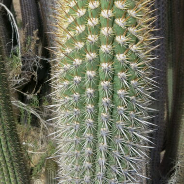 Leucostele chiloensis (Colla) Schlumpb. | The Endemic Plants of Chile