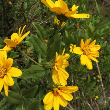 Flourensia thurifera (Molina) DC. | The Endemic Plants of Chile – an ...