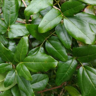 Lardizabala biternata Ruiz & Pav. | The Endemic Plants of Chile – an ...