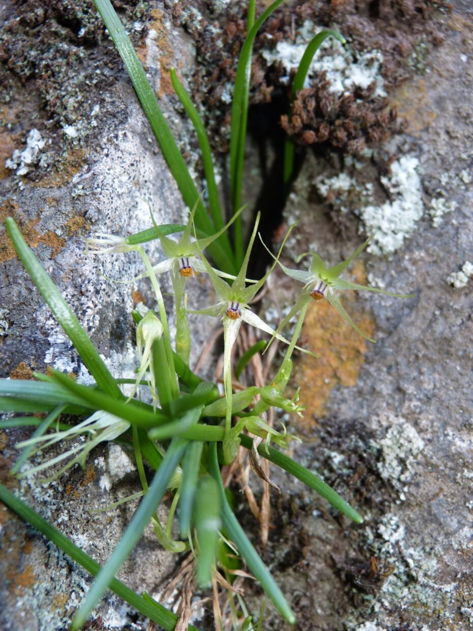 Calceolaria pallida cuesta Los Cóndores MTE